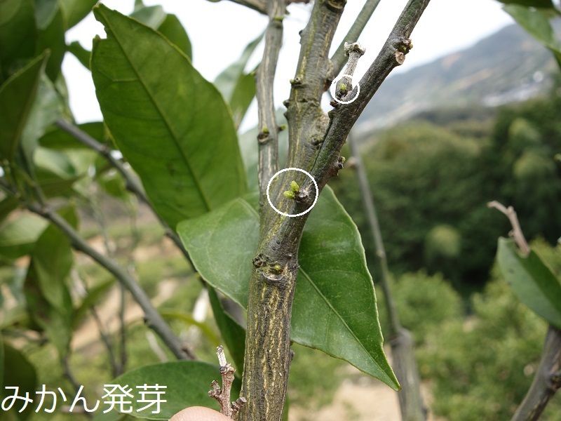 みかん発芽 みかん発芽