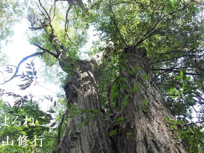 オオクワガタの樹 オオクワガタの樹