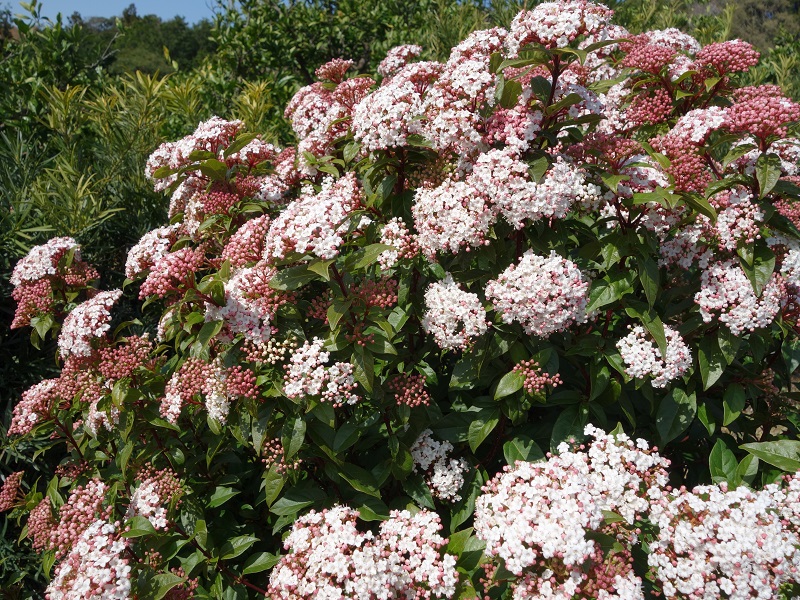 ガマズミ開花 ガマズミ開花