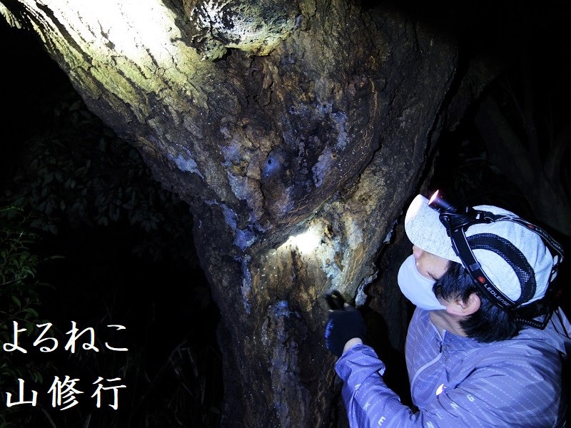 コナラ大木 コナラ大木