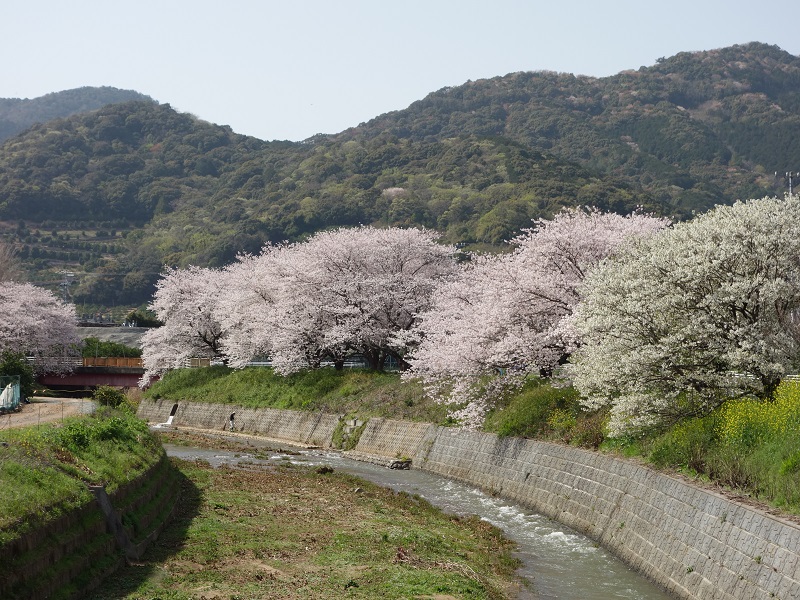 サクラ サクラ