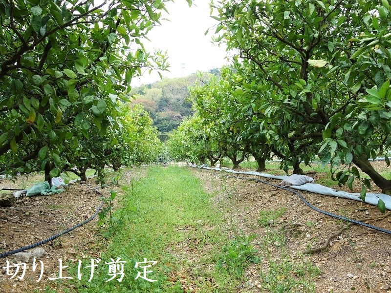 みかん剪定【切り上げ】 みかん剪定【切り上げ】