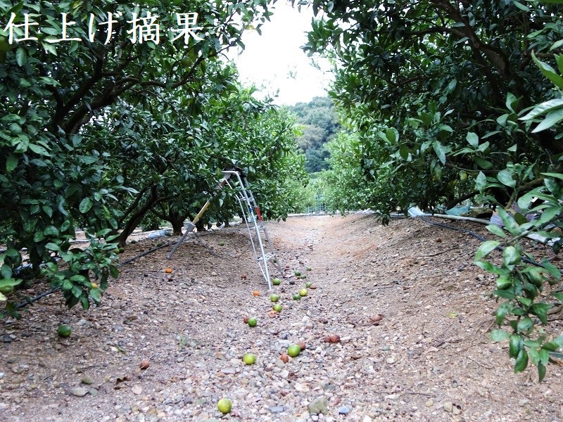 早生みかん 仕上げ摘果 早生みかん 仕上げ摘果