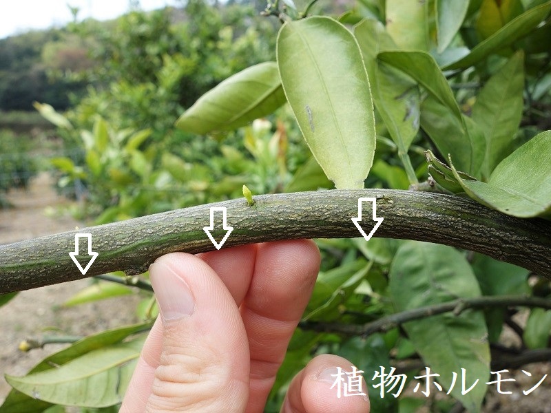 みかん新芽覚醒 みかん新芽覚醒
