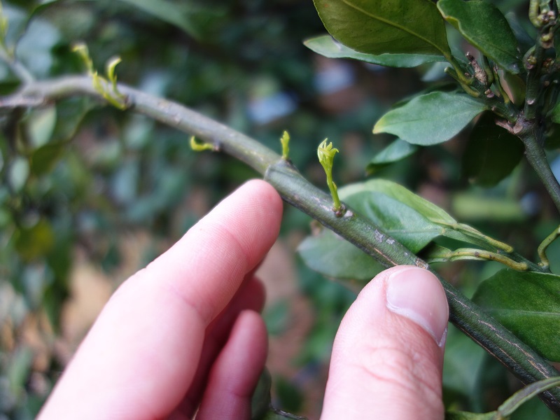 みかん新芽 みかん新芽