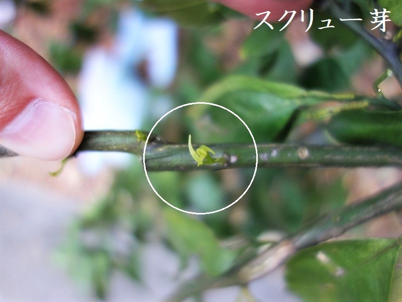 みかん発芽 みかん発芽