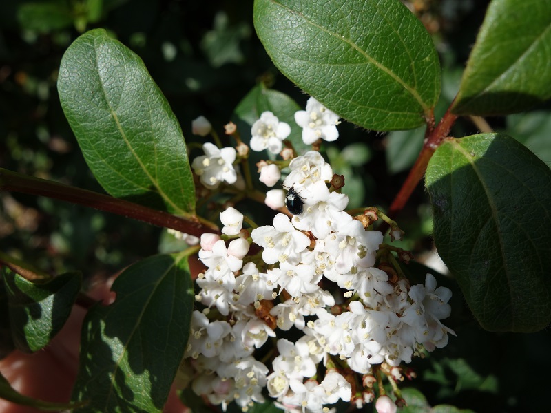 小昆虫 小昆虫