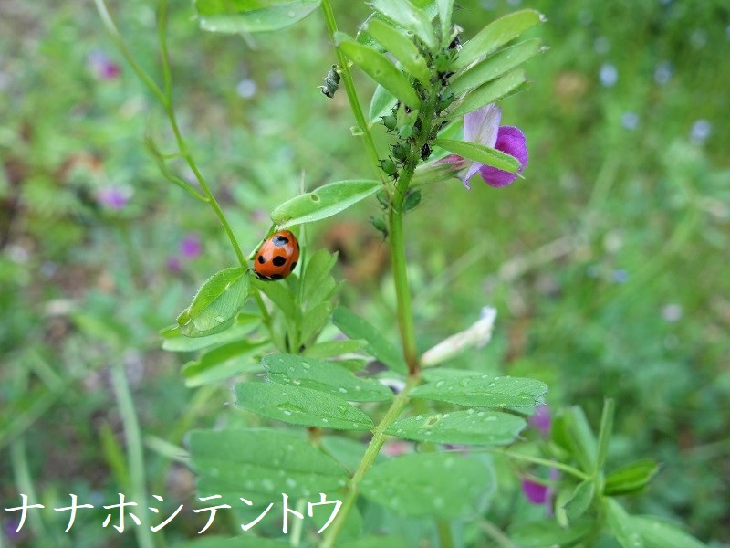 ナナホシテントウ ナナホシテントウ