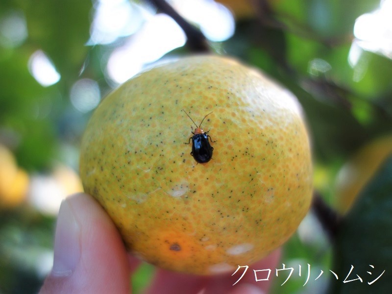 クロウリハムシ クロウリハムシ