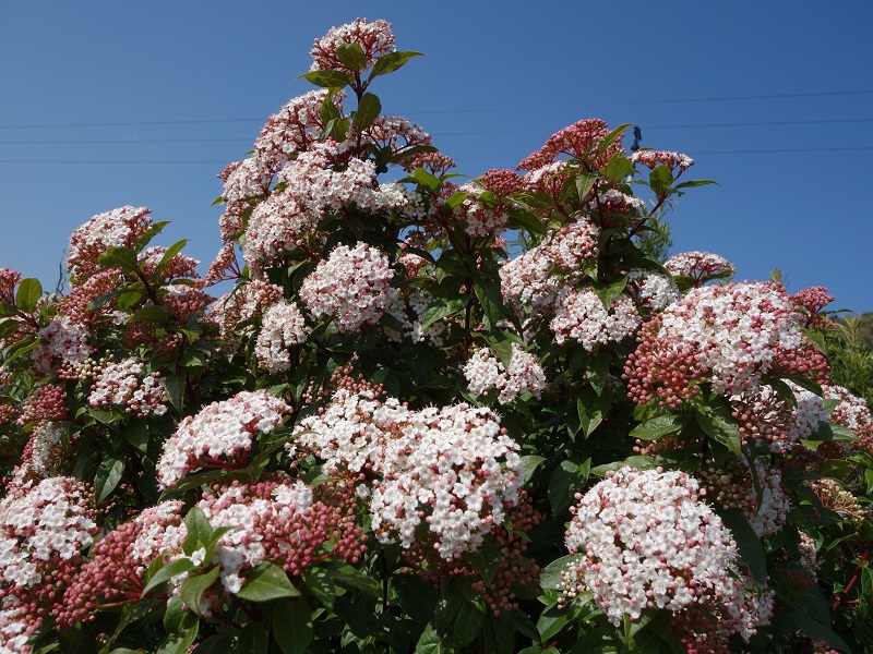 ガマズミ開花 ガマズミ開花
