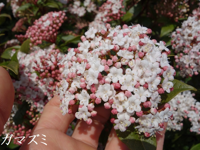 ガマズミ開花 ガマズミ開花