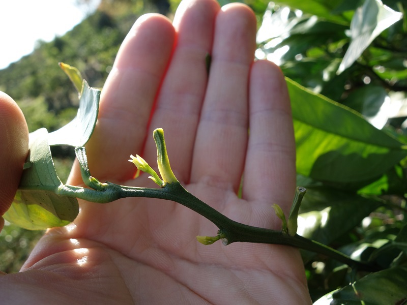 みかん新芽 みかん新芽