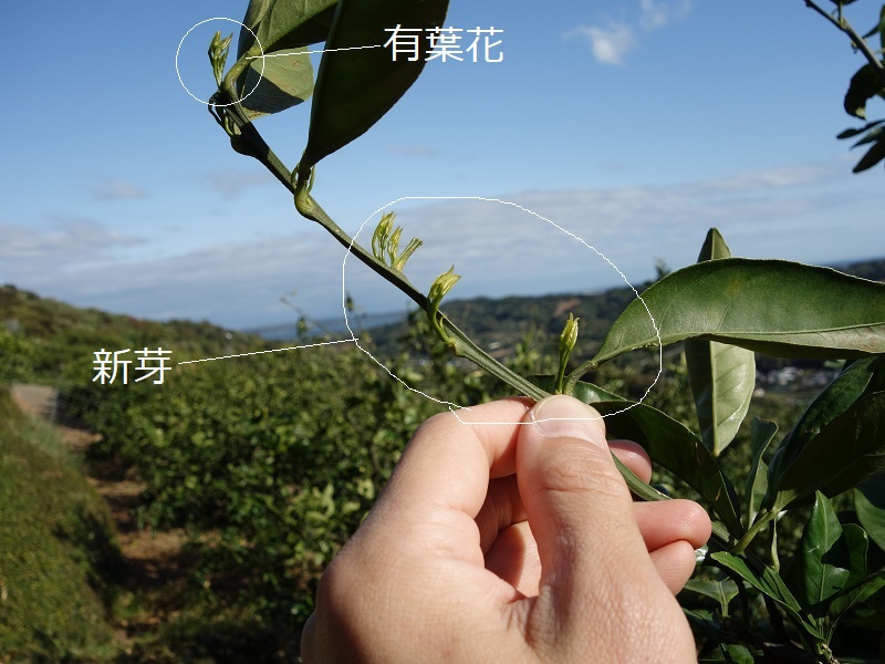 みかんの花 みかんの花