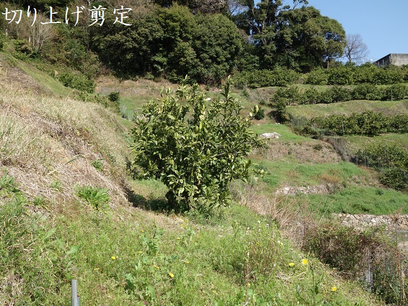 みかん剪定【切り上げ】 みかん剪定【切り上げ】