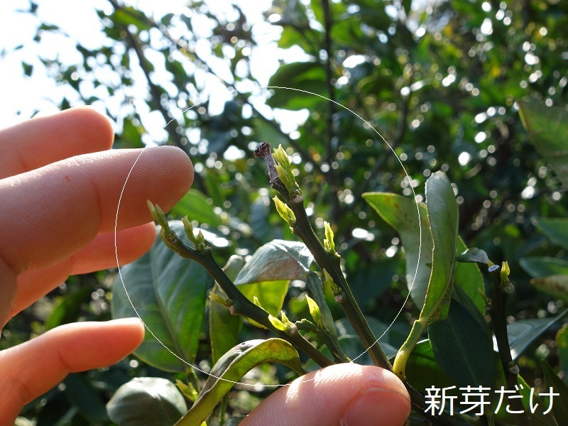 みかん新芽 みかん新芽