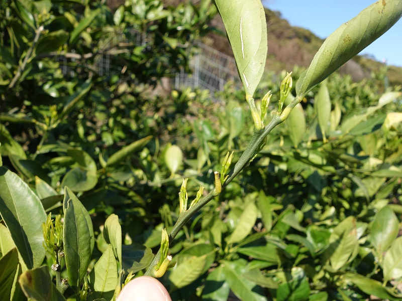 みかん発芽 みかん発芽