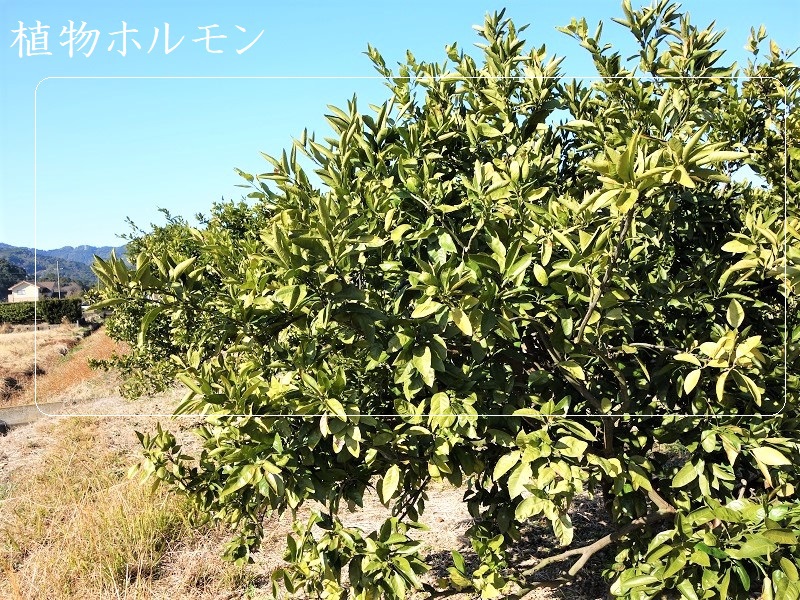 青島みかん 青島みかん
