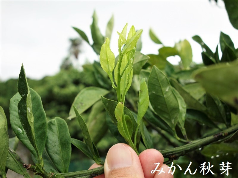 早生みかん 秋芽 早生みかん 秋芽