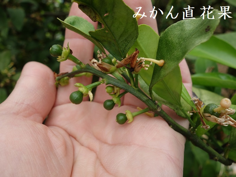 早生 直花果 早生 直花果