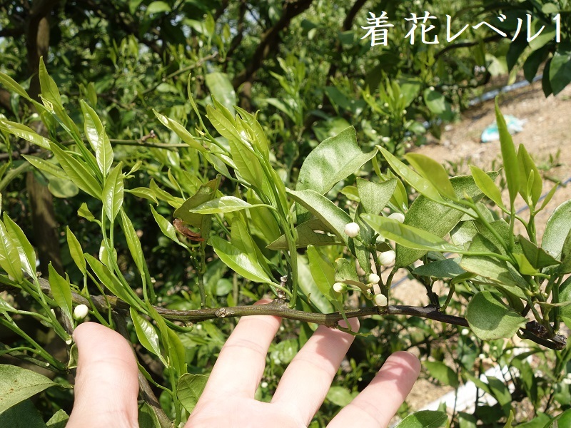 早生みかん 着花レベル1 早生みかん 着花レベル1