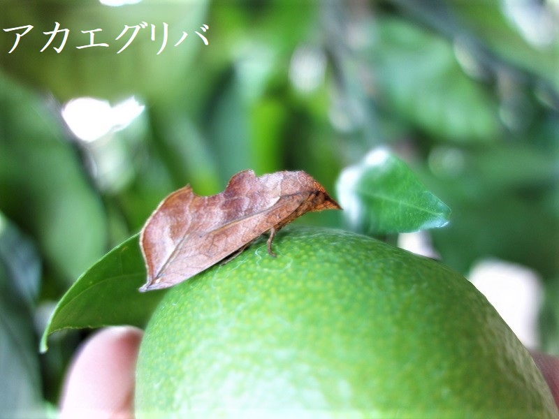 アカエグリバ アカエグリバ