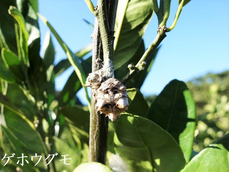 ゲホウグモ ゲホウグモ