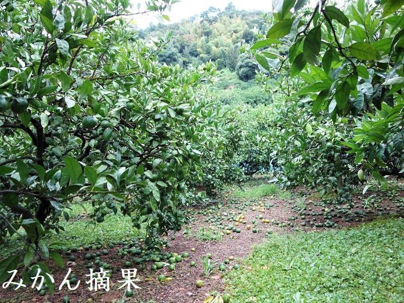 青島みかん 青島みかん