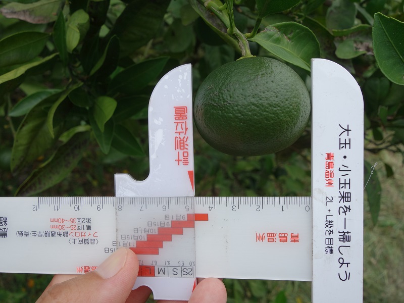 青島みかん 青島みかん