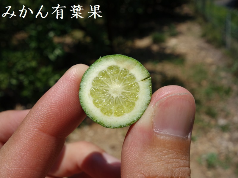 みかん輪切り みかん輪切り