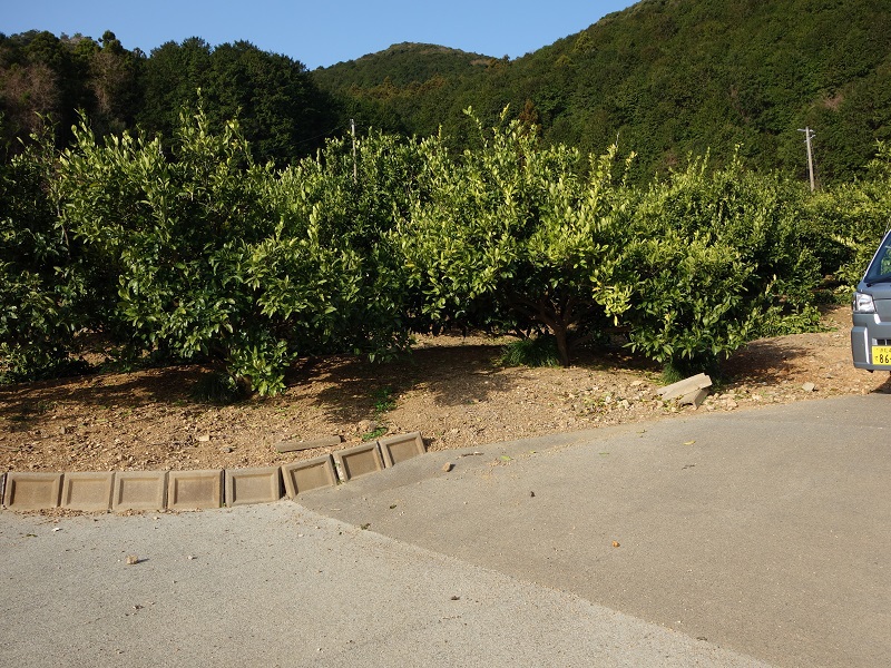 切り上げ剪定 切り上げ剪定