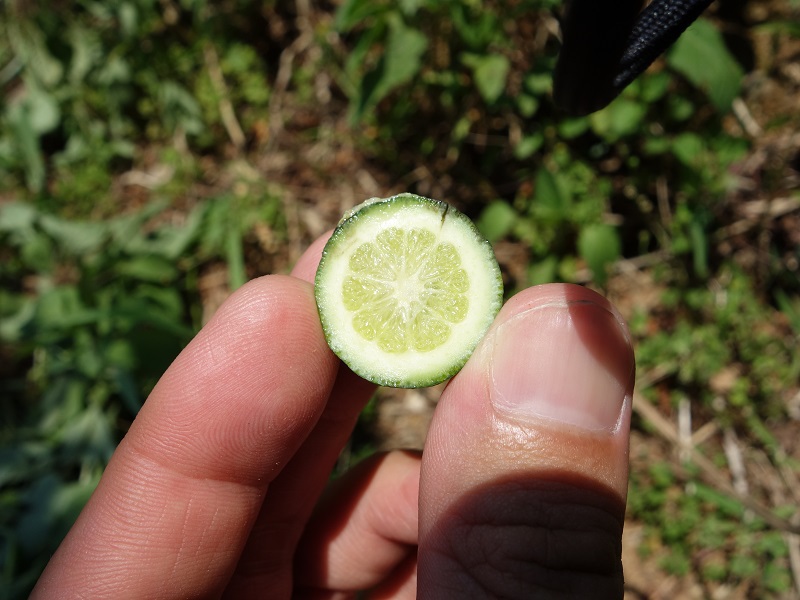みかん直花果 みかん直花果
