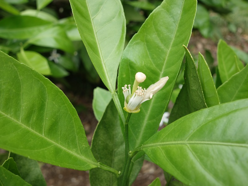 みかん有葉花 みかん有葉花