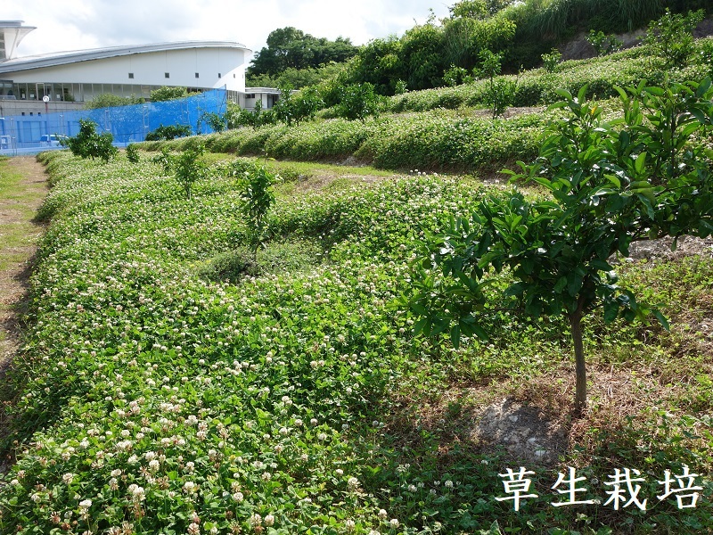 草生栽培 草生栽培