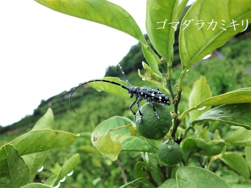 ゴマダラカミキリ ゴマダラカミキリ