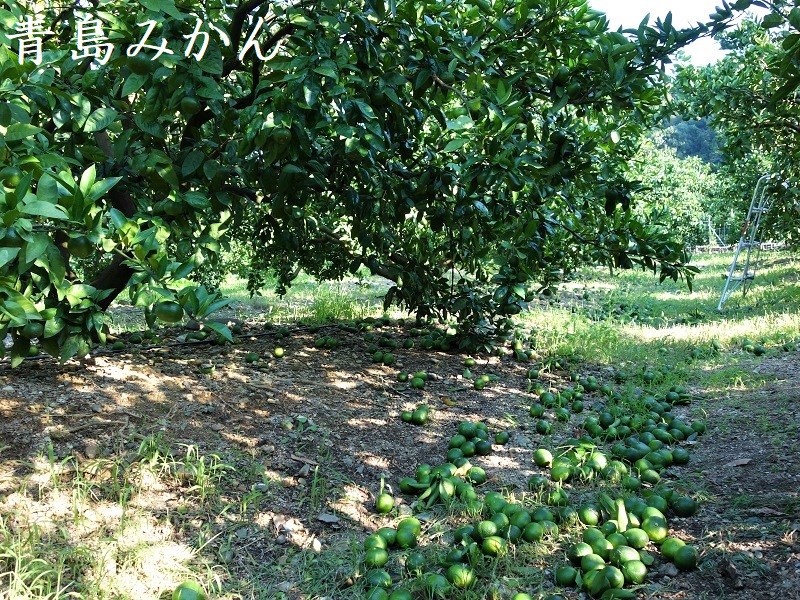 青島みかん摘果 青島みかん摘果