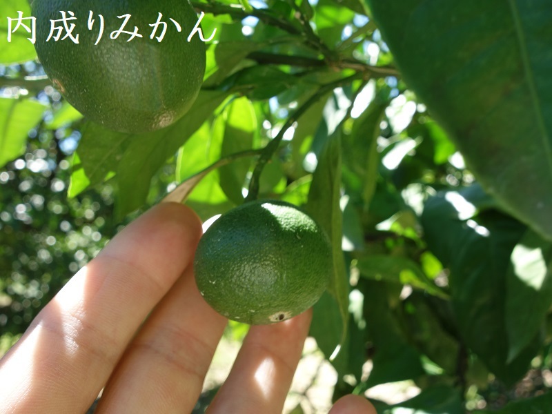 内成りみかん 内成りみかん