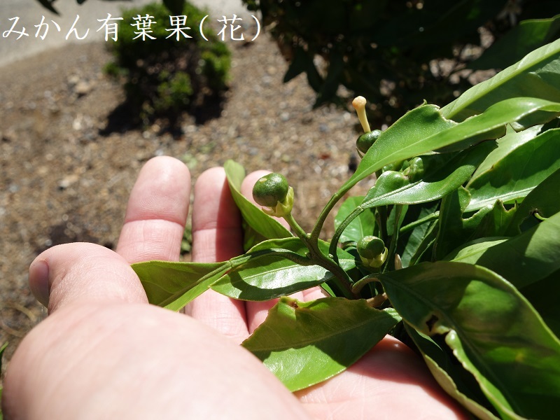 有葉果 有葉果