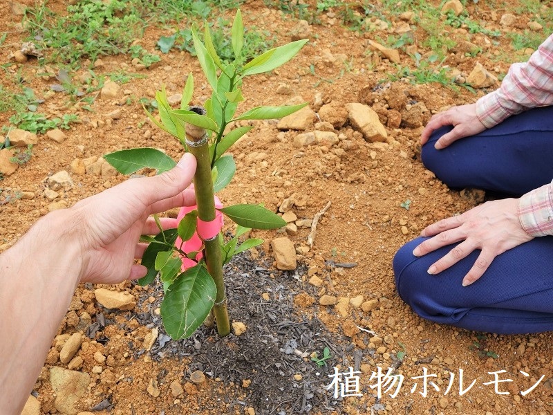みかん苗木 みかん苗木