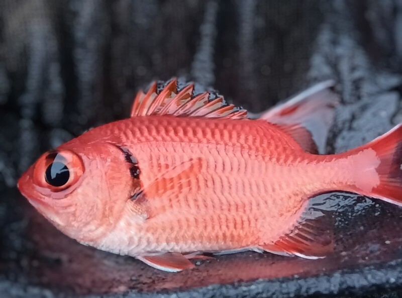 暖かい海にいる金魚の様な魚かな？♥│⭐️ゆうゆの海釣り日記⭐️