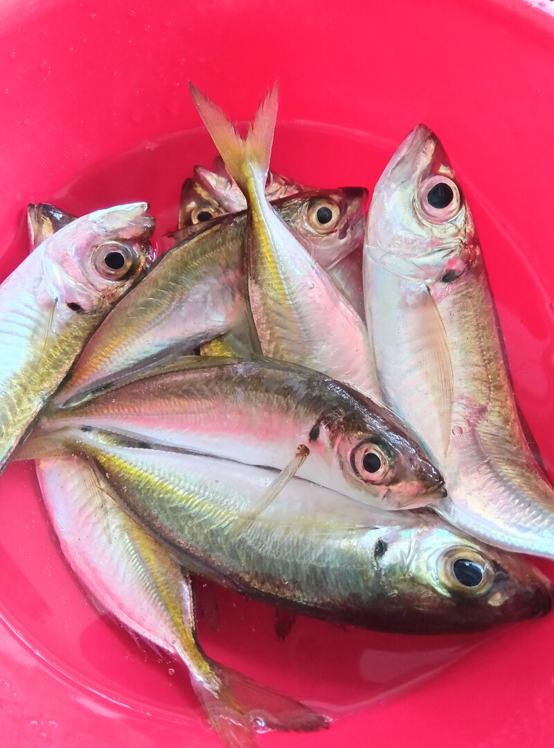 「アジ」釣れた〜♥ 「アジ」釣れた〜♥