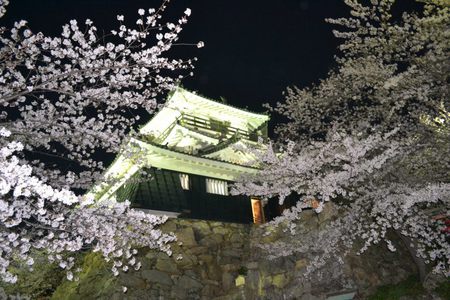 浜松城の夜桜