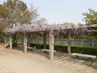 藤の花、ハナミズキの花が咲き始めました
