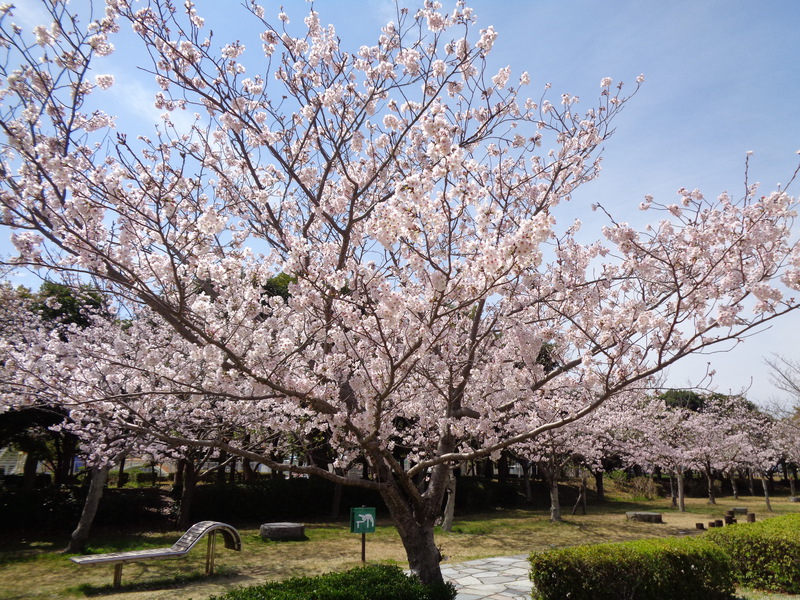 桜、開花