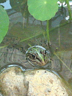 たまきさん