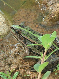 かえーる(本物)