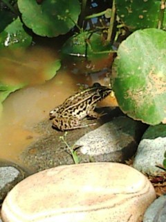 かえーる(本物)