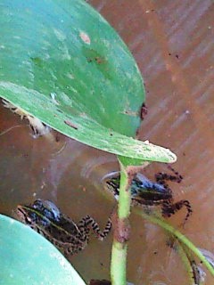 かえーる(本物)