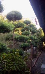 浜松 庭木手入れ イヌマキ