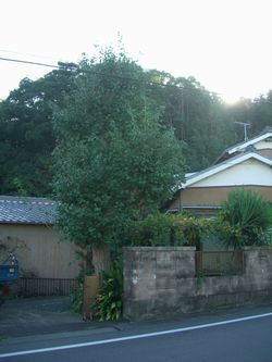 浜松 外構 イチョウ