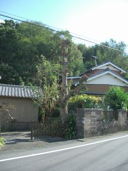 浜松 外構 イチョウ
